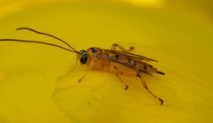 Xanthopimpla rhopaloceros