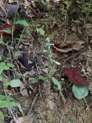 Pereskiopsis kellermanii