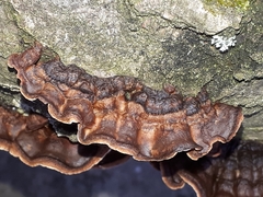 Laxitextum bicolor