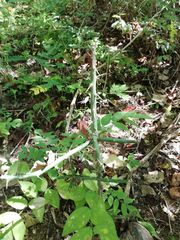 Pereskiopsis kellermanii