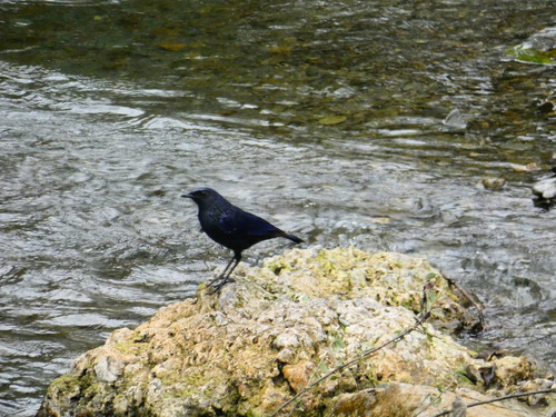 Blue Whistling-Thrush