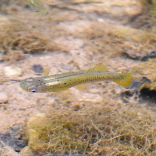 Cuban Gambusia (Gambusia punctata) — Poeciliidae — 5