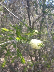 Melaleuca squarrosa