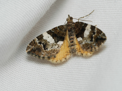 Chrysolarentia phaedra