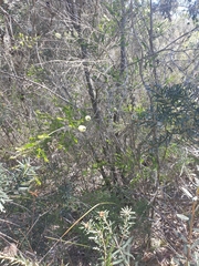 Melaleuca squarrosa