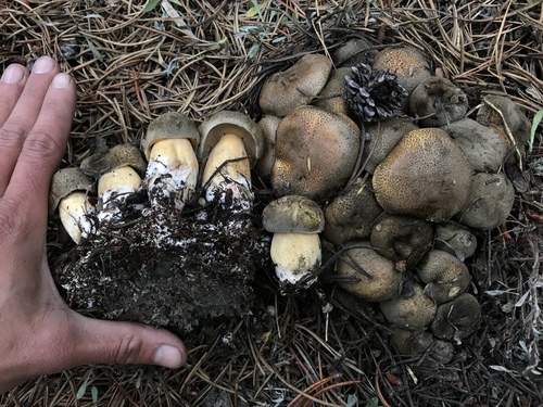 Blue-staining Slippery Jack