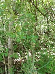 Pereskiopsis kellermanii