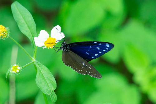 Purple Crow Butterfly