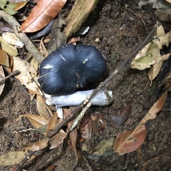 Entoloma burkilliae