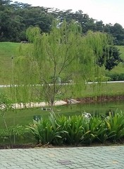 Salix × sepulcralis