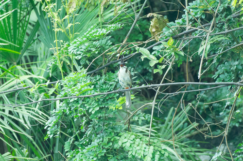 Red-whiskered Bulbul