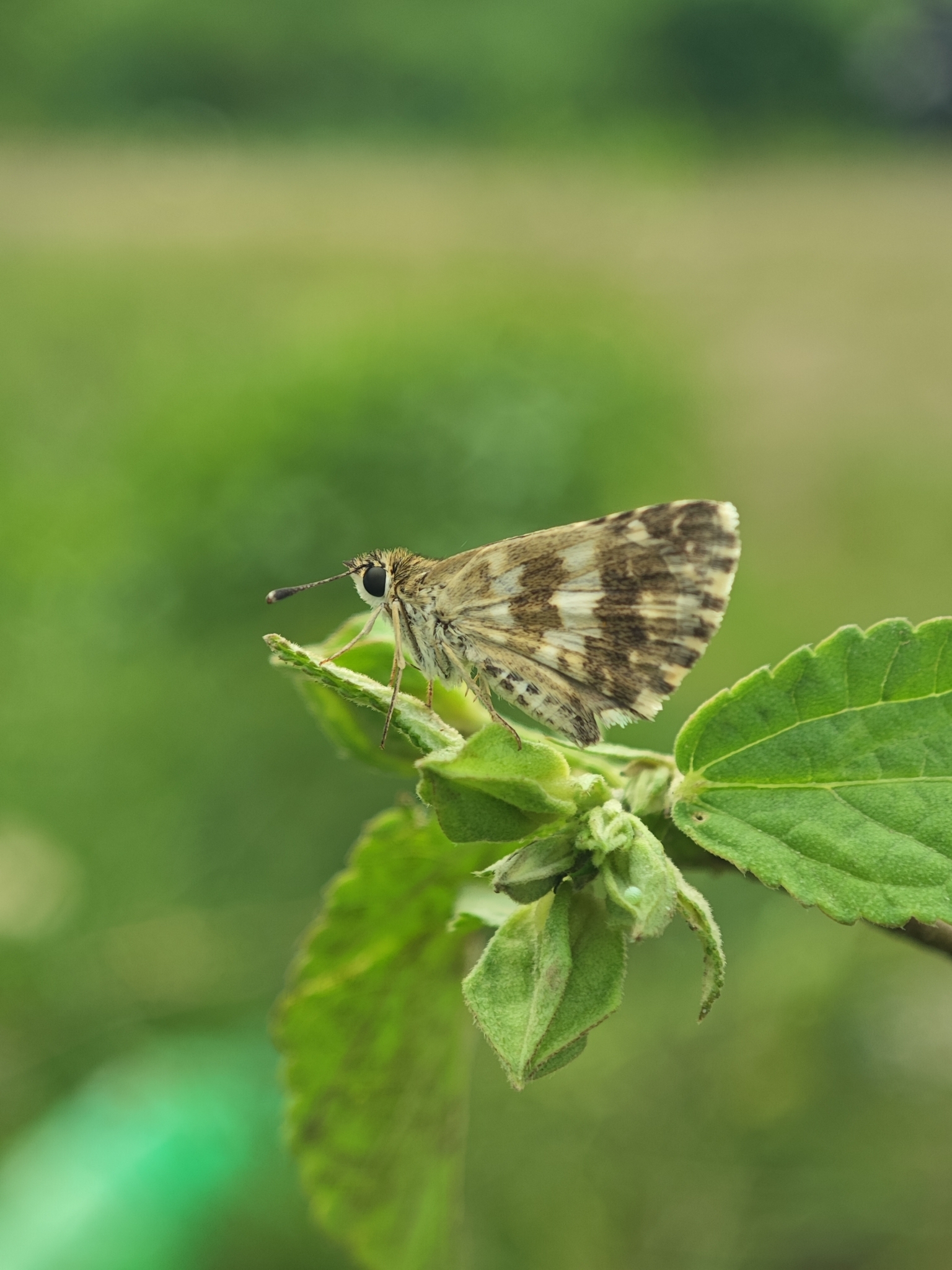 Asian Grizzled Skipper
