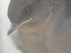 Ptyonoprogne concolor