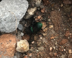 Pasimachus mexicanus