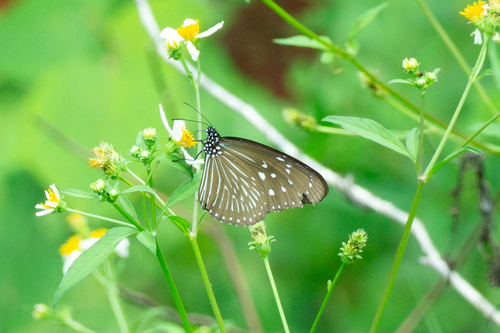 Striped Blue Crow