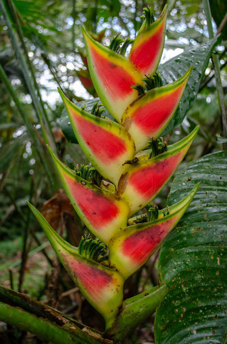 Heliconia wagneriana