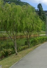 Salix × sepulcralis