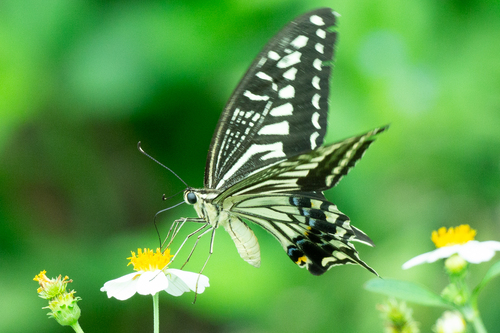 Chinese Yellow Swallowtail