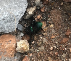 Pasimachus mexicanus