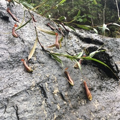 Nepenthes