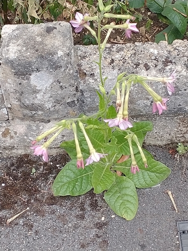 Garden Tobacco (Nicotiana ×)