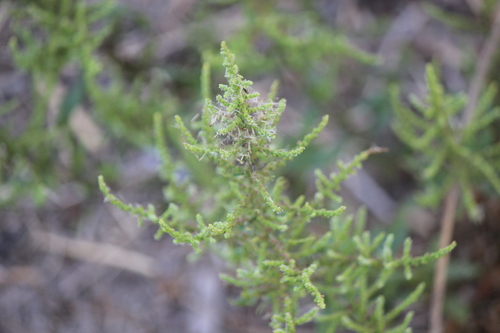 Dysphania anthelmintica iNat (1)
