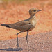 Pratincoles and Coursers - Photo (c) Jerry Oldenettel, some rights reserved (CC BY-NC-SA)