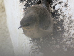 Ptyonoprogne concolor