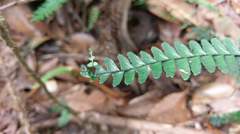 Asplenium normale normale