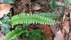 Asplenium normale normale