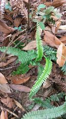 Asplenium normale normale