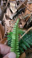 Asplenium normale normale