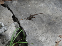 Sceloporus anahuacus