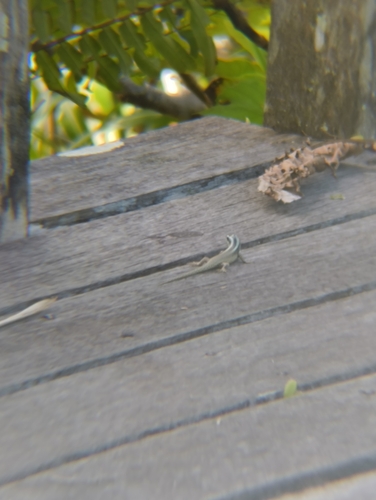 Borneo Skink