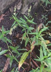 Persicaria robustior