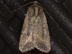 Protoperigea umbricata