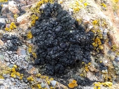 Pyrenodesmia albovariegata