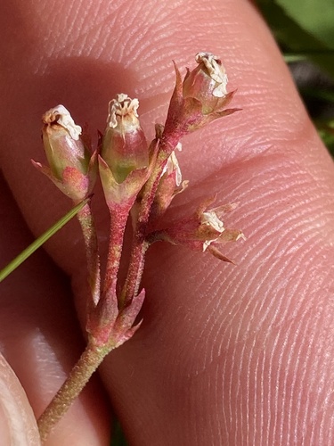 Androsace adfinis (Androsace adfinis)