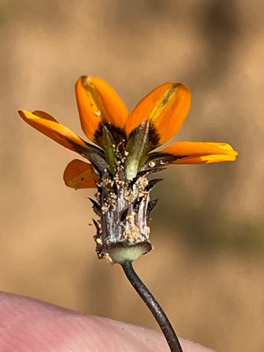 Beetledaisy Gazania (Gazania tenuifolia)