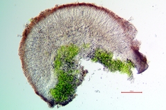 Pyrenodesmia albovariegata