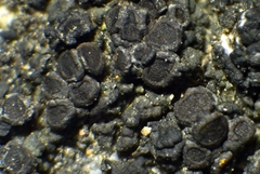 Pyrenodesmia albovariegata