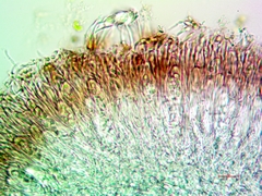 Pyrenodesmia albovariegata