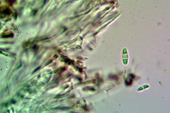 Pyrenodesmia albovariegata