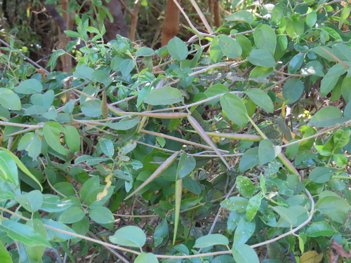 False-Poisonrope (Baissea wulfhorstii)