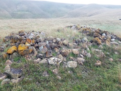 Pyrenodesmia albovariegata