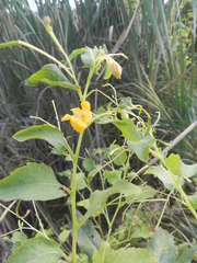 Impatiens ecornuta