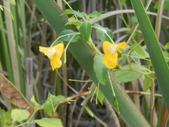 Impatiens ecornuta