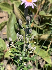 Athrixia phylicoides