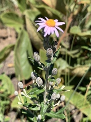 Athrixia phylicoides