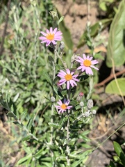 Athrixia phylicoides